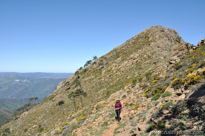 Los Reales de Sierra Bermeja