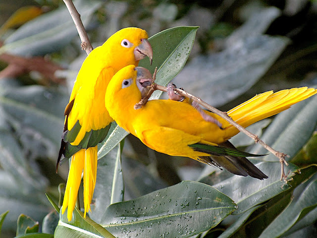 colourful parrot birds wallpaper