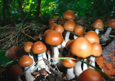 Why do we need to Explore Mushrooms?