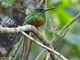 Jacamar de frente azulada