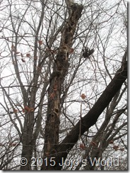 Pileated Woodpeckers Homes