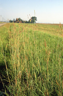 grasses flowering, Andropogon gerardii, Poaceae, grass family