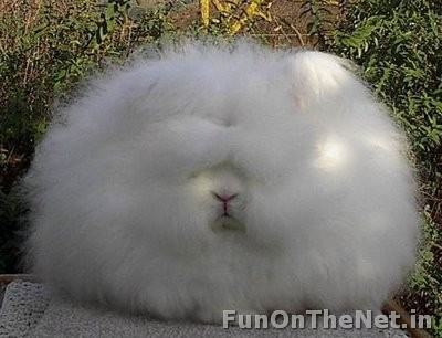 Angora Rabbit, One Lucky Soul