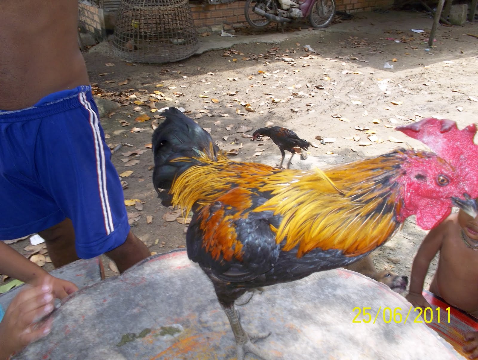  AYAM  SABUNG ANGAHZUL Ayam  Baru Thai