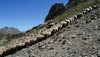 Sheep flock just under Col du Saboulé