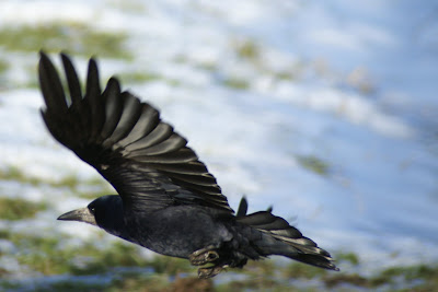 Roek - Roek - Corvus frugilegus