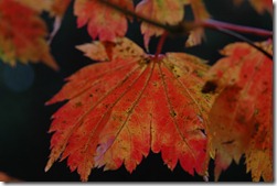 nymans photography course 042
