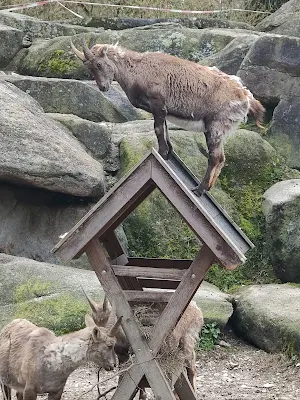 ヘラブルン動物園の動物