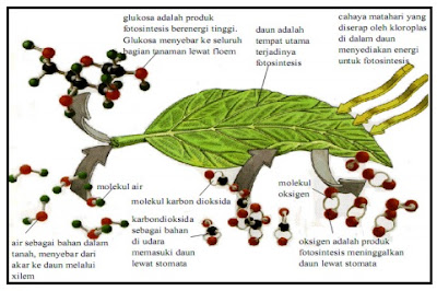 Proses terjadinya fotosintesis pada daun