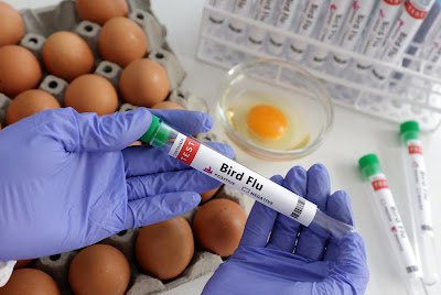 Human case of bird flu reported in Colorado