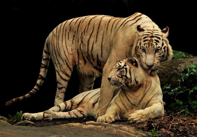 Love In Animal Kingdom high resolution picture