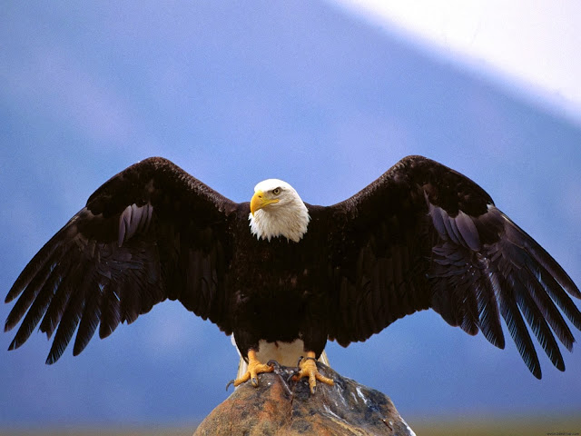 3D Flying Bald Eagle HD Wallpaper Free