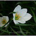 Wordless Wednesday: Rain Lilies Love the Rain