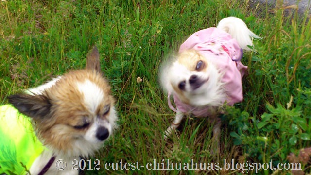 chihuahuor-regn-malmo