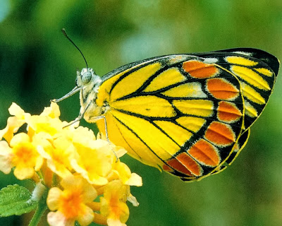 Yellow butterfly wallpaper