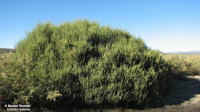 Cuparra (Ephedra chilensis)