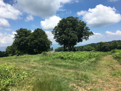 上の平高原 草地