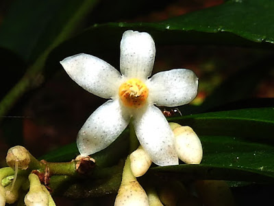 雨傘仔的花