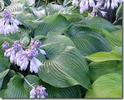 Hosta AzureSnow