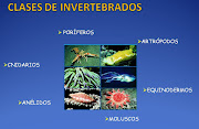 U.D. Nº 5 ANIMALES INVERTEBRADOS (1º ESO)