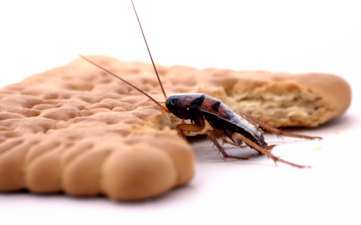 Cockroach Digestive System 