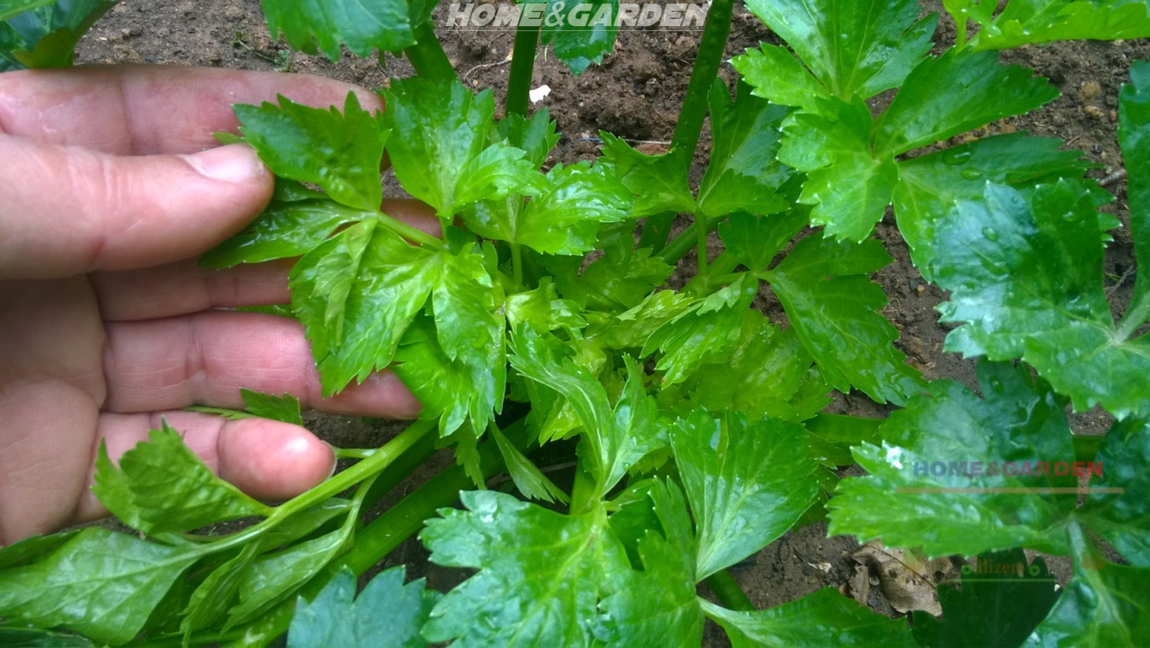 Watering your celery regularly and frequently is the key to producing a good crop. You have to keep the plants weed free, as weeds will compete for nutrients and moisture.