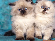 Cute Cats (cats hd wallpapers )