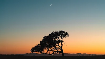 Nature, Moon, Sky, Tree, Sunset, Horizon