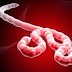 Bệnh do virus Ebola - Triệu chứng virus Ebola - Phòng và điều trị bệnh Ebola