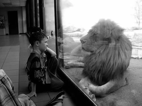 Resultado de imagem para um menino e um leão