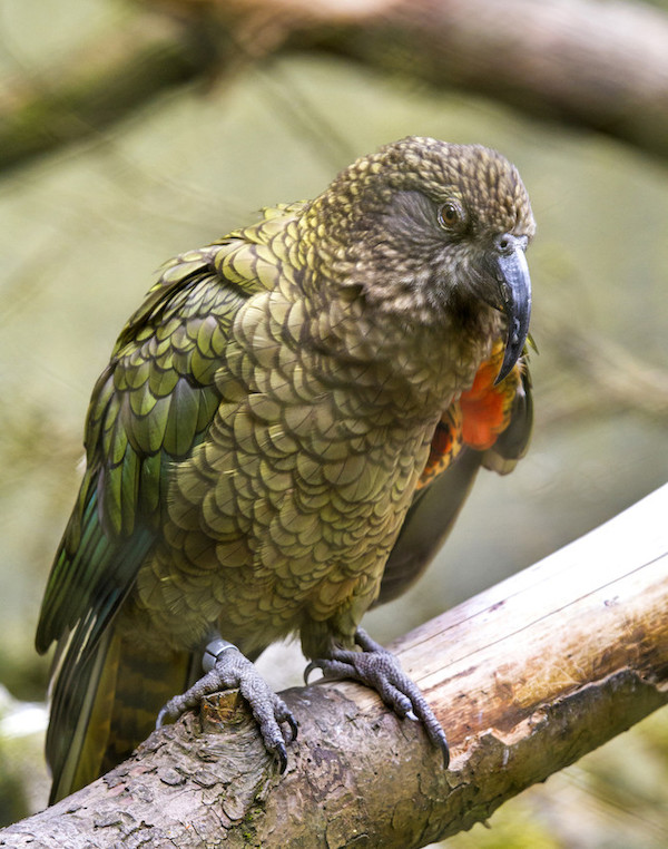 Parrot  San Diego Zoo Animals & Plants