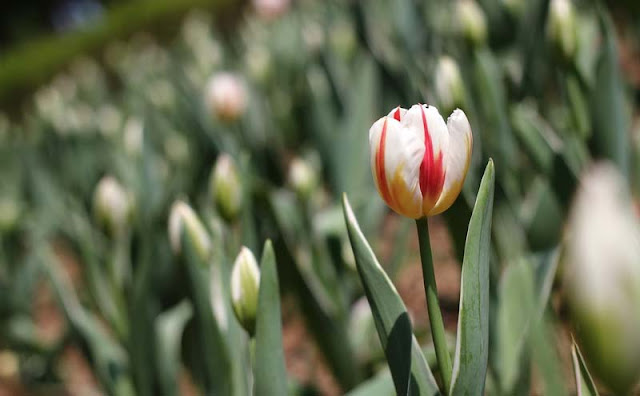 Tulip Flower Pictures