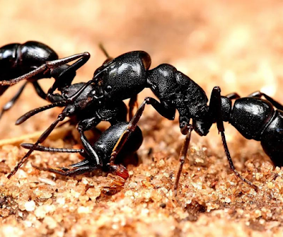 ant reproduce