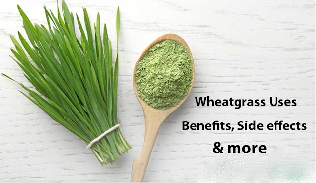 Wheatgrass Uses, Benefits, Side effects & more