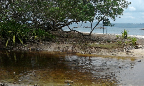 Wisata Hutan Mangrove Cijulang, Pangandaran 