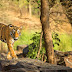 Ranthambore National Park