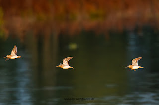 Wildlifefotografie Bekassine Olaf Kerber