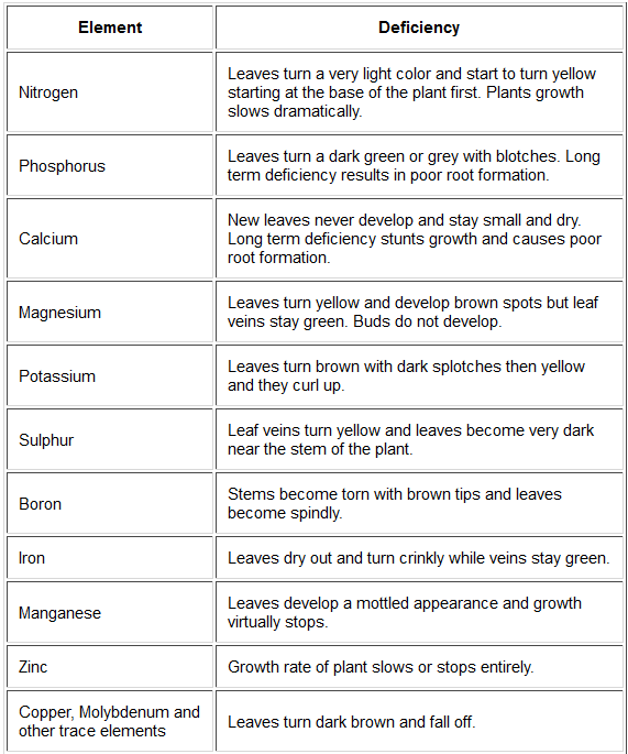 Chico Aquaponic: Nutrient Deficiencies