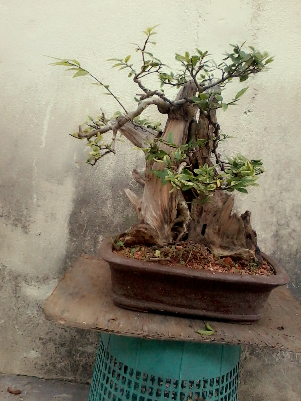  Pokok Bonsai  Bonsai  Pokok  Asam