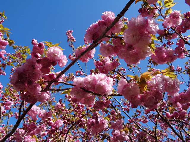 マウンテンストリームきしもとの牡丹桜