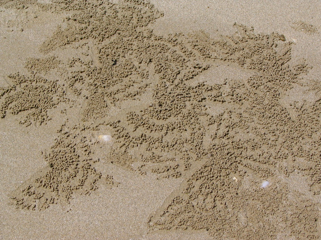 Caranguejo faz milhares de bolinhas de areia na Tailândia