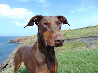 Doberman, bem sucedido como cão de guarda de patrimônios, ele é também um bom animal de companhia, desde que integrado ao lar e a família. O Dobermann tem um temperamento obediente, é vigilante e determinado. É uma raça de cães de origem alemã.