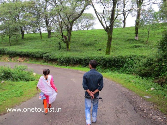 tea gardens of Dharamshala , himachal pradesh ,