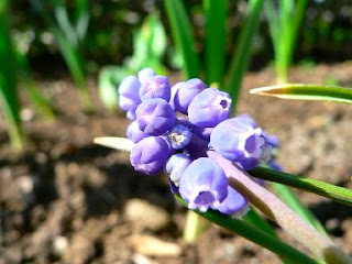 Gift of the dynamic nature:Grape Hyacinth