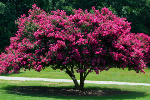 Crepe myrtle tree on landscaped yard in Alpharetta Ga