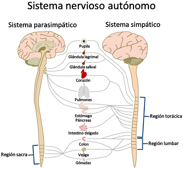 Resultado de imagen de sistema nervioso autónomo