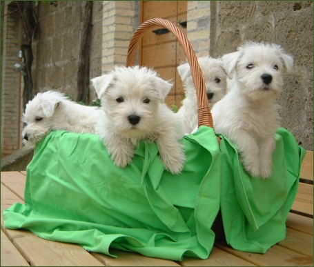 Funny Cute Westie Dog