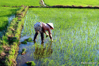 LAS GENTES DE LOS CAMPOS DE ARROZ DE HOI AN, VIETNAM