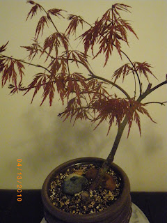  Acer Palmatum / Red Dragon bonsai