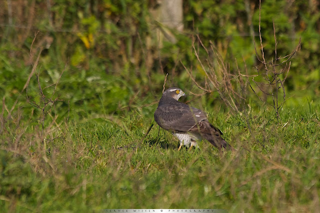 Sperwer - Sparrowhawk Accipiter nisus